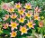 tulipan-saxatilis.JPG