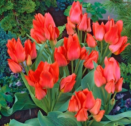 tulipan-toronto.JPG