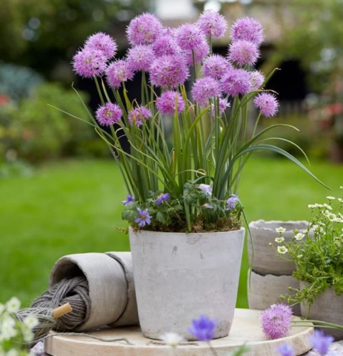 Przejdź do produktu Allium carolinianum Rosy Dream 10szt czosnek ozdobny