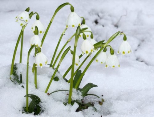 Przejdź do produktu Śnieżyca wiosenna Leucojum vernum biała 10 cebul 1840