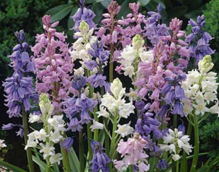 scilla-campanulata.jpg