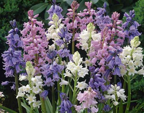 Przejdź do produktu Scilla campanulata cebulica kolorowa 25 cebul