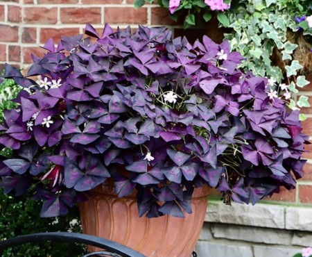 szczawik-oxalis.JPG