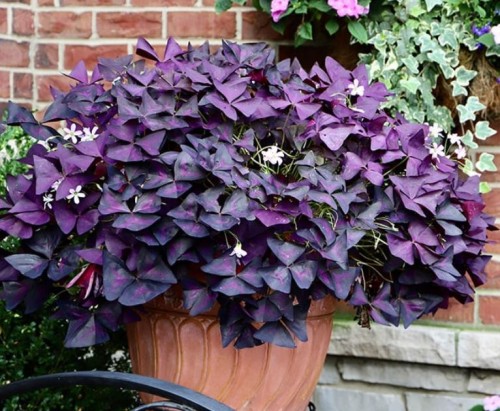 Przejdź do produktu Oxalis triangularis szczawik purpurowy cebulki 10szt 1884
