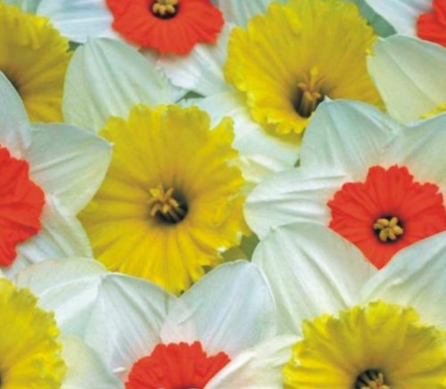 Przejdź do produktu Cebulki narcyzów narcyzy Gwiazdy Wiosny 20szt 