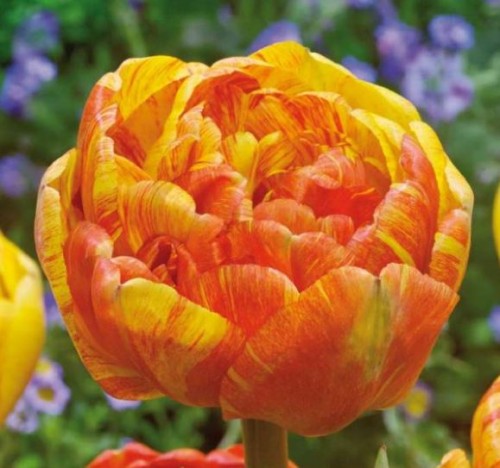 Przejdź do produktu Tulipan pełny DOUBLE BEAUTY OF APELDOORN 20szt cebulki zmienność barw 1377