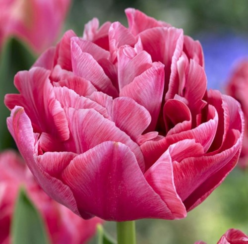 Przejdź do produktu Tulipan różowy pełny długo kwitnący Aveyron 20 szt cebul 1379