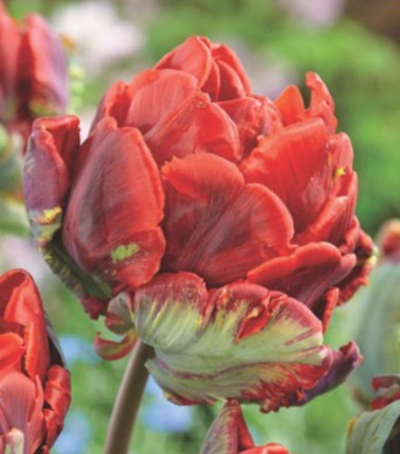 Przejdź do produktu Tulipan papuzi Rococo Double zestaw 20 szt cebul 1555