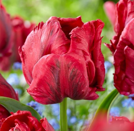 tulipa-red-madonna.JPG