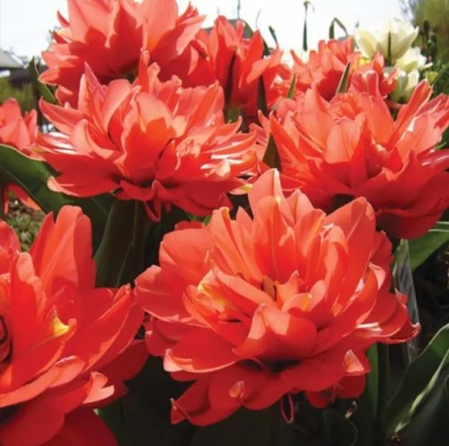 Przejdź do produktu Tulipan wielokwiatowy Toronto Double 20 sztuk cebul 1667