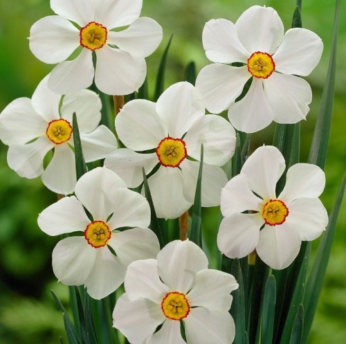 Przejdź do produktu Narcyz pachnący Actaea 10szt cebulki 1702