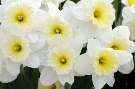 narcyz-ice folies.jpg