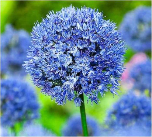 Przejdź do produktu Allium Caeruleum czosnek błękitny 20szt 60cm 1808