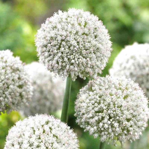 Przejdź do produktu Allium  White Cloud czosnek biały 20 cebul 1809