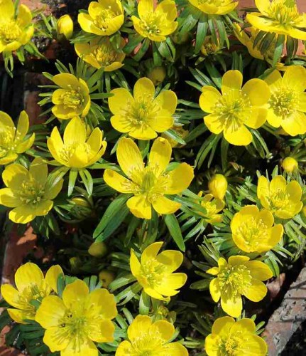 Przejdź do produktu Rannik wiosenny cylicyjski żółty eranthis cebul 20 szt. 1823