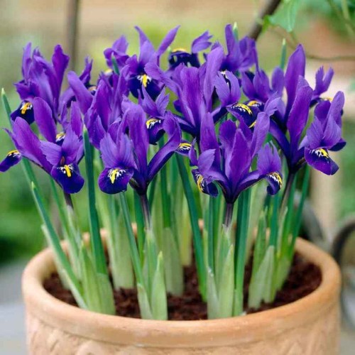 Przejdź do produktu Irysy niebieskie niskie Joyce iris reticulata 20 szt. cebul 1837
