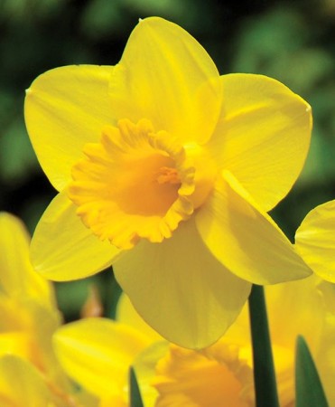 narcyz-zolty.JPG