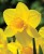 narcyz-zolty.JPG