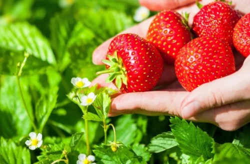 Przejdź do produktu Sadzonki truskawki Elsanta ukorzenione 5szt deserowa