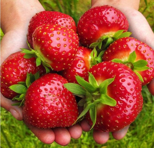 Przejdź do produktu Sadzonki truskawki Polka ukorzenione 5szt do upraw ekologicznych