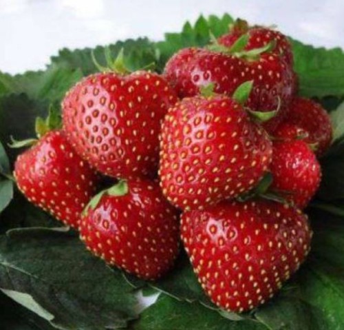 Przejdź do produktu Sadzonki truskawki Kent ukorzenione 5szt wczesne