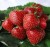 truskawka-kent.JPG
