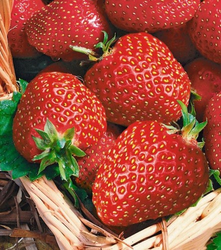 Przejdź do produktu Sadzonki truskawki Korona ukorzenione 5szt smaczna odporna