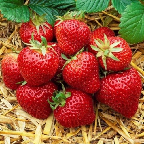 Przejdź do produktu Sadzonki truskawki Senga Sengana ukorzenione 5szt