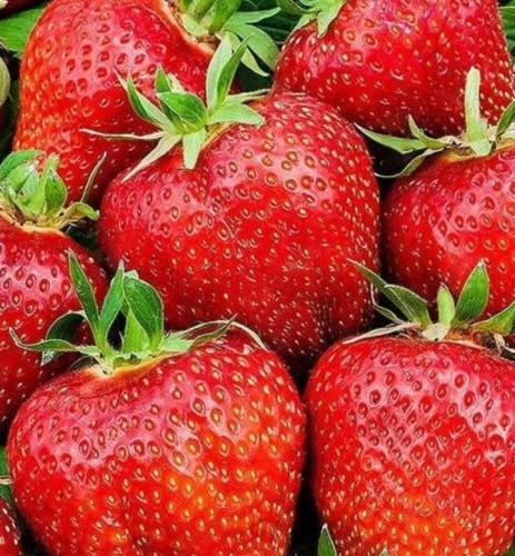 Przejdź do produktu Sadzonki truskawki Dukat ukorzenione 5szt duże średnio wczesne