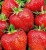 truskawki-dukat.JPG