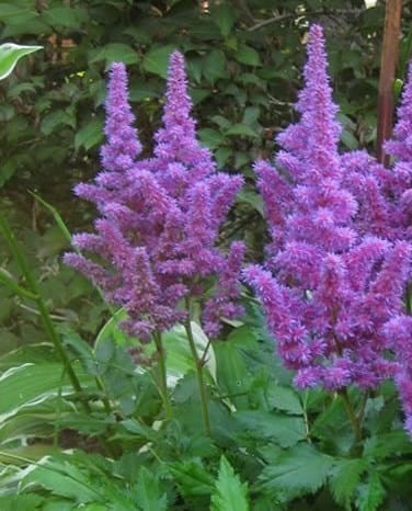 Przejdź do produktu Tawułka fioletowa kłącze astilbe 3szt