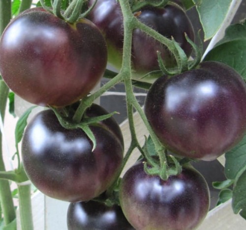 Przejdź do produktu Pomidor koktajlowy Black Cherry 0,2 g