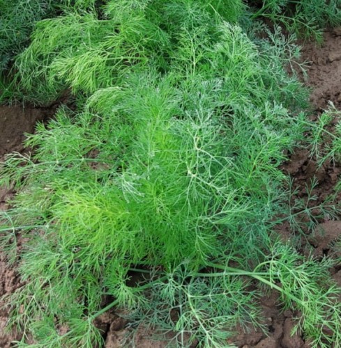 Przejdź do produktu Koper ogrodowy Hanak 100 g Pnos