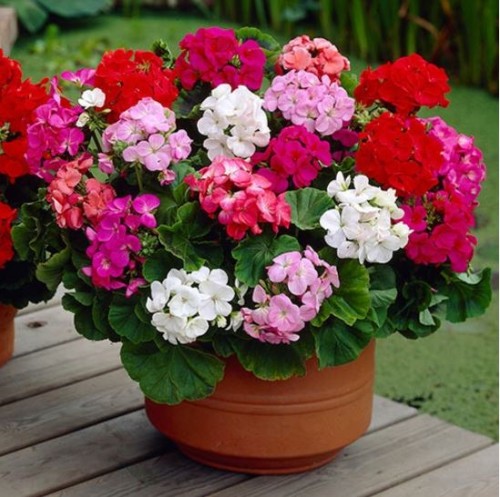 Przejdź do produktu Pelargonia rabatowa F2 mieszanka nasiona 0,05 g Legutko