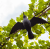 aergbe.PNG