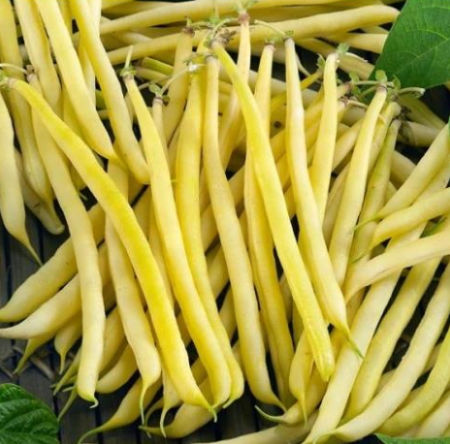 fasola-saxa.PNG