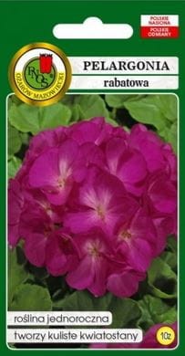 pelargonia-rabatowa-fioletowa.JPG