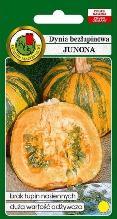 dynia-zwyczajna-junona.JPG