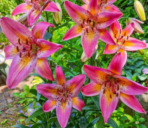 Przejdź do produktu Lilia azjatycka Fancy Dance obficie kwitnie cebulki 5szt