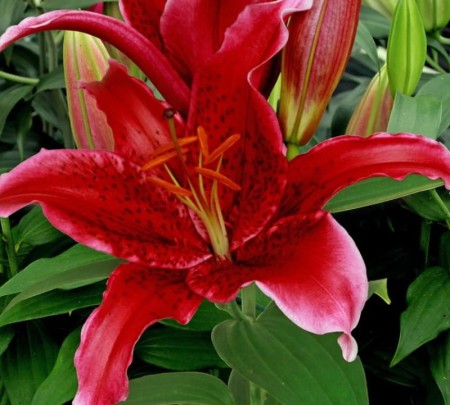 lilia-orientalna-red.jpg