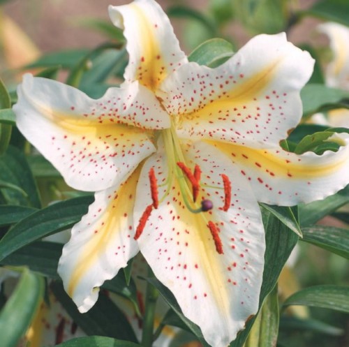 Przejdź do produktu Lilia auratum złocista japońska pachnąca Gold Band cebulki 3szt 0035