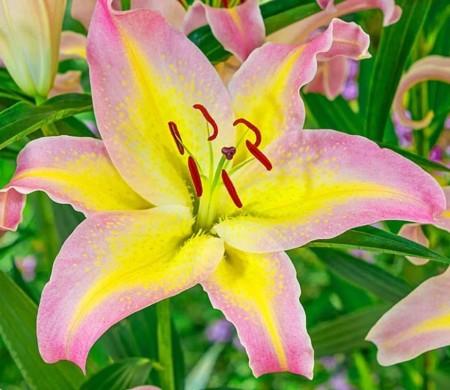 lilia-orientalna-rozowo-zolta.jpg