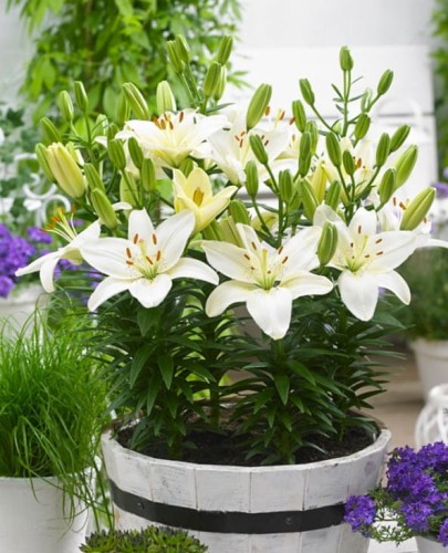 Przejdź do produktu Lilia azjatycka doniczkowa niska biała Gwen 40cm 5szt