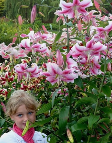 Przejdź do produktu Lilia drzewiasta Anastasia różowa-biała cebule 3szt