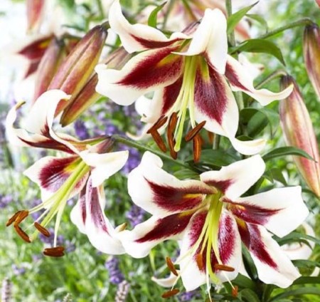 lilia-drzewiasta-bordowo-biala.jpg