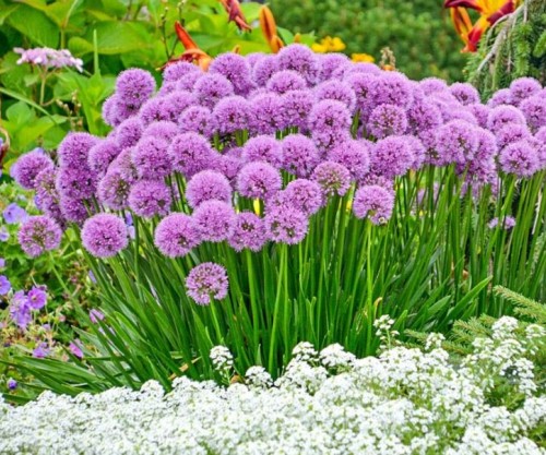 Przejdź do produktu Allium Millenium czosnek ozdobny cebula 1szt