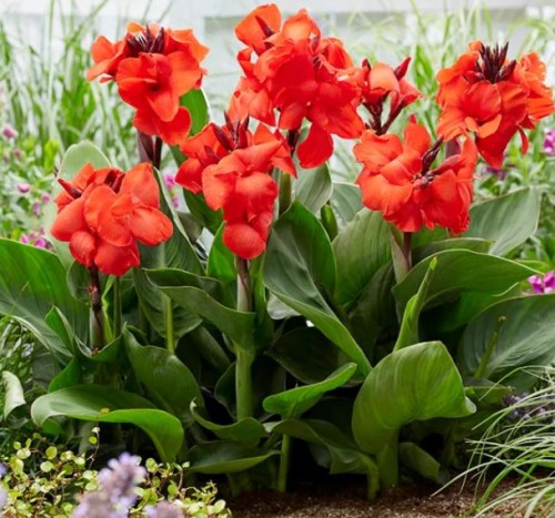 Przejdź do produktu Paciorecznik kanna niska doniczkowa czerwona Happy Carmen 3szt