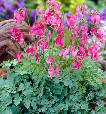 dicentra-king-of-heart.JPG