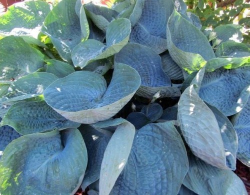 Przejdź do produktu Funkia hosta niebieska ABIQUA DRINKING GOURD o wygiętych liściach kłącze