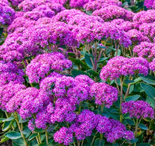 Przejdź do produktu Rozchodnik różowy Sedum Carl sadzonka 1szt